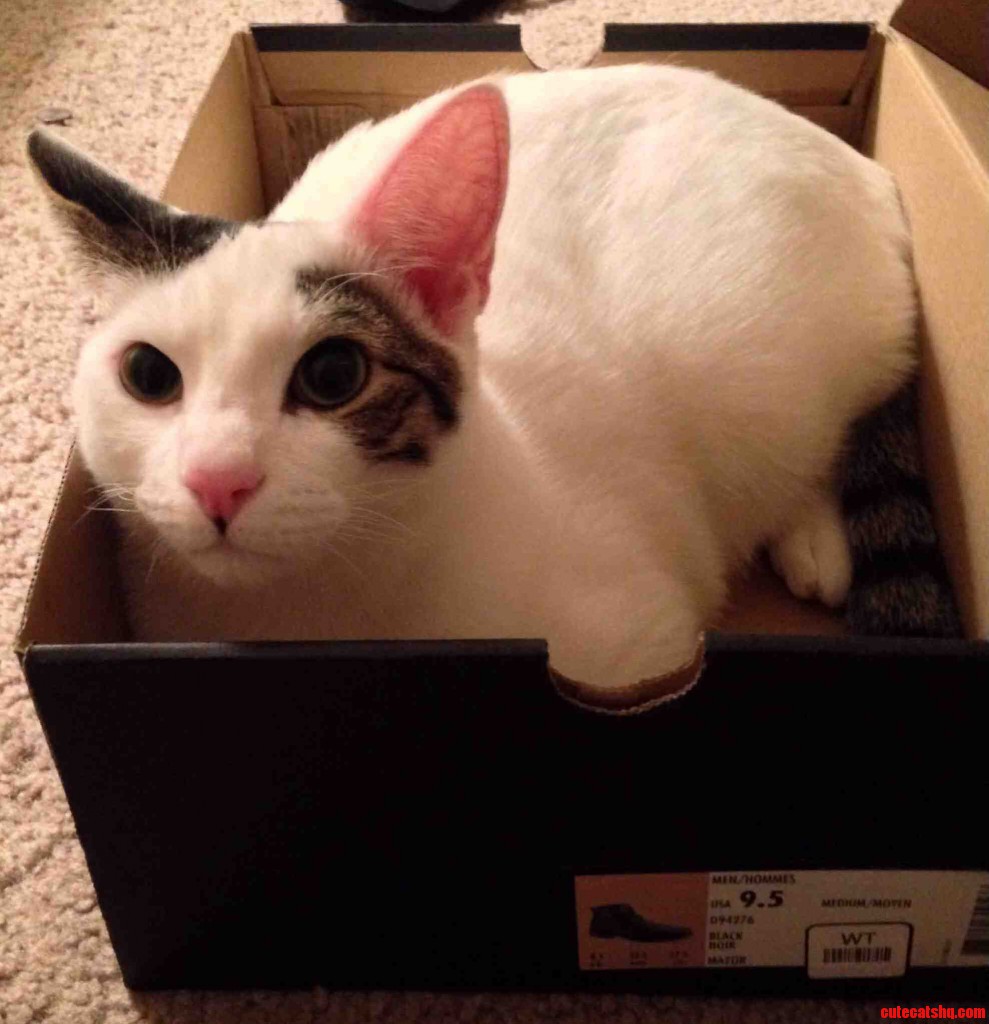 and introducing dash…. Cute cats HQ Pictures of cute cats and