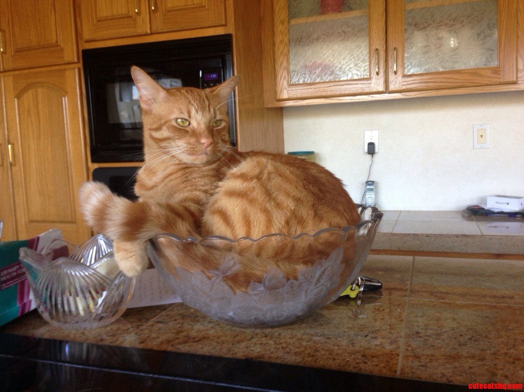 If I Fits I Sits…. On Top Of My Cookies