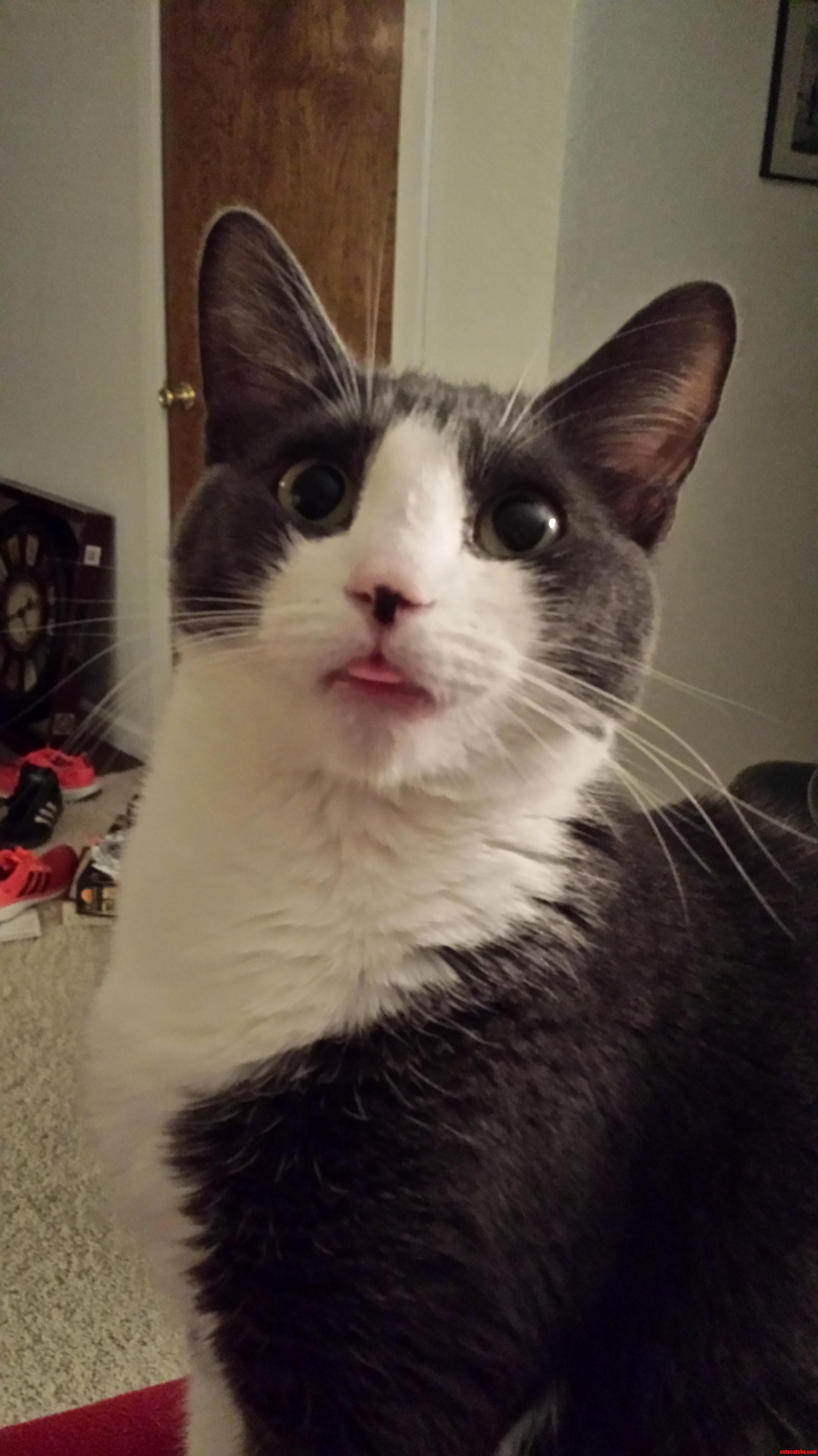 Is There Anything More Adorable Than A Cat With Its Tongue Out