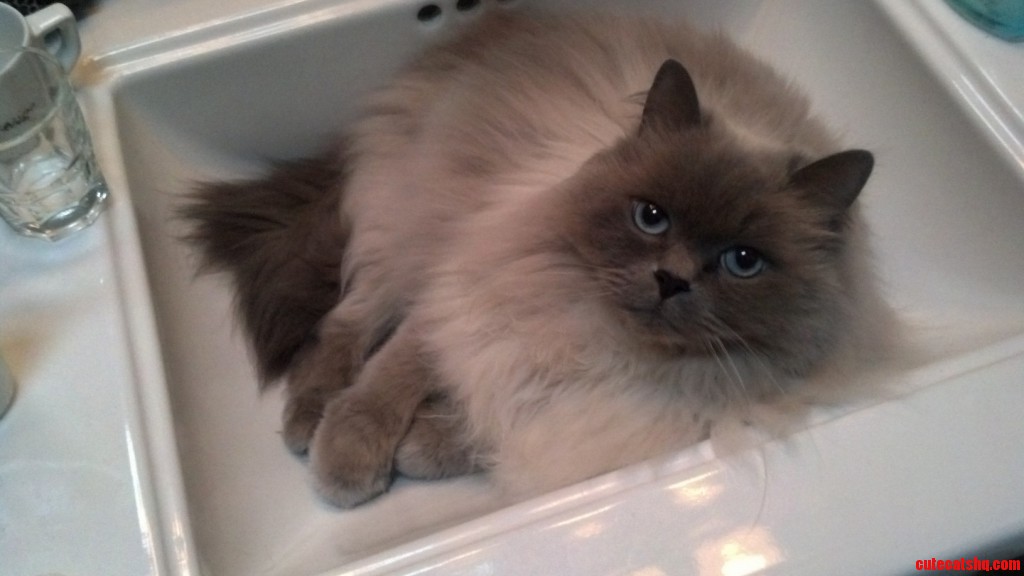 My boy really loves his sleep Cute cats HQ Pictures of cute cats