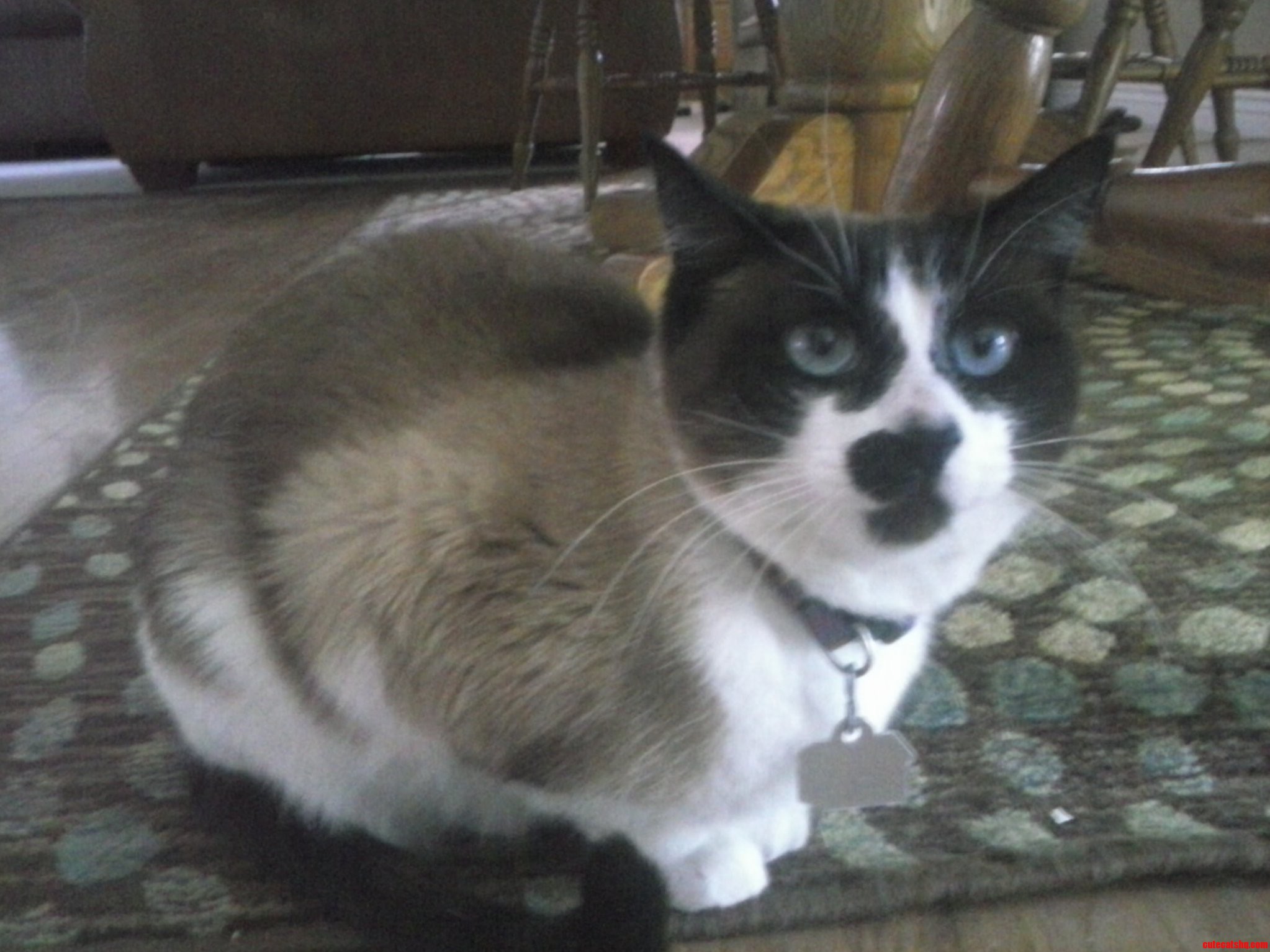 Meet Our Cat Minni.