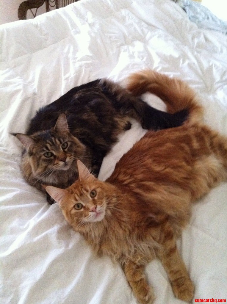 Meet Two Of Our Maine Coons Tierra And Del Fuego.