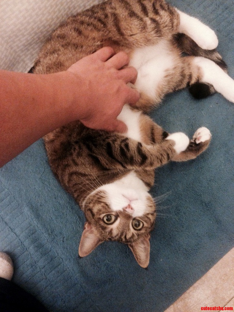 Mr. Boots Likes Hes Belly Rubbed And No Its Not A Trap