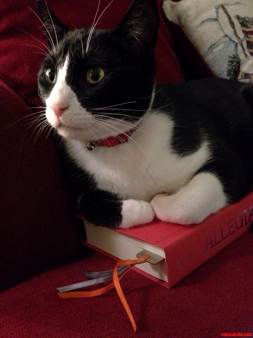 Mr. Noodles Loves A Good Book. Repost From Rtuxedocats