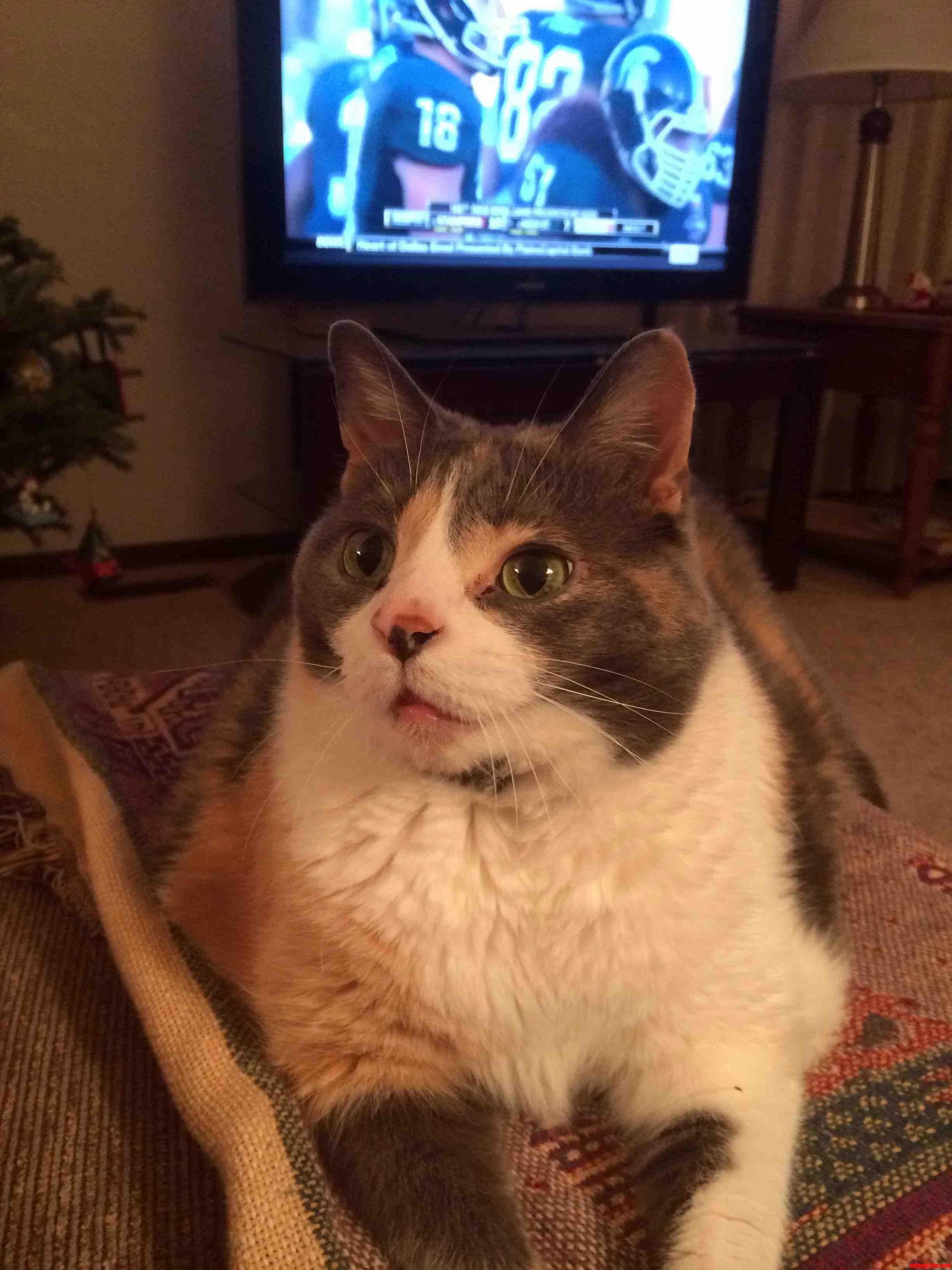 My 8 Year Old Calico Callie Is Always Your Best Friend When You Have Food