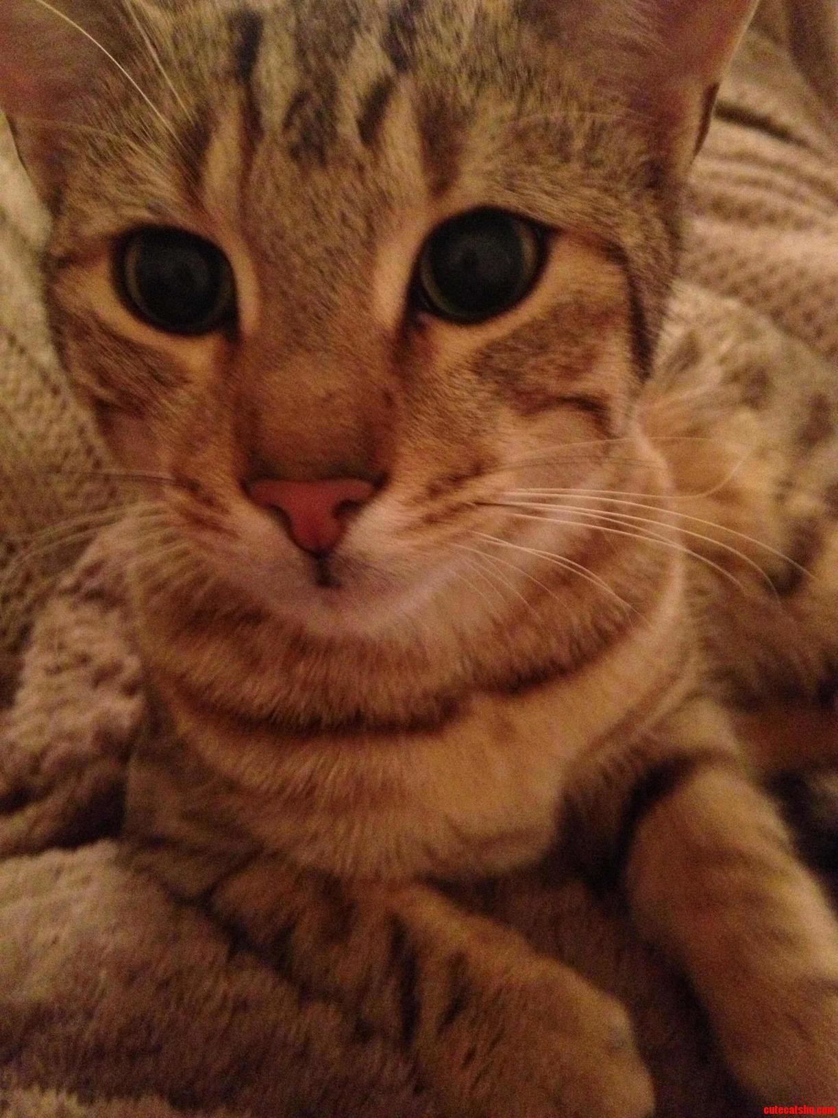 My Bengal Loves Attention. I Wake Up To This Face Most Mornings.