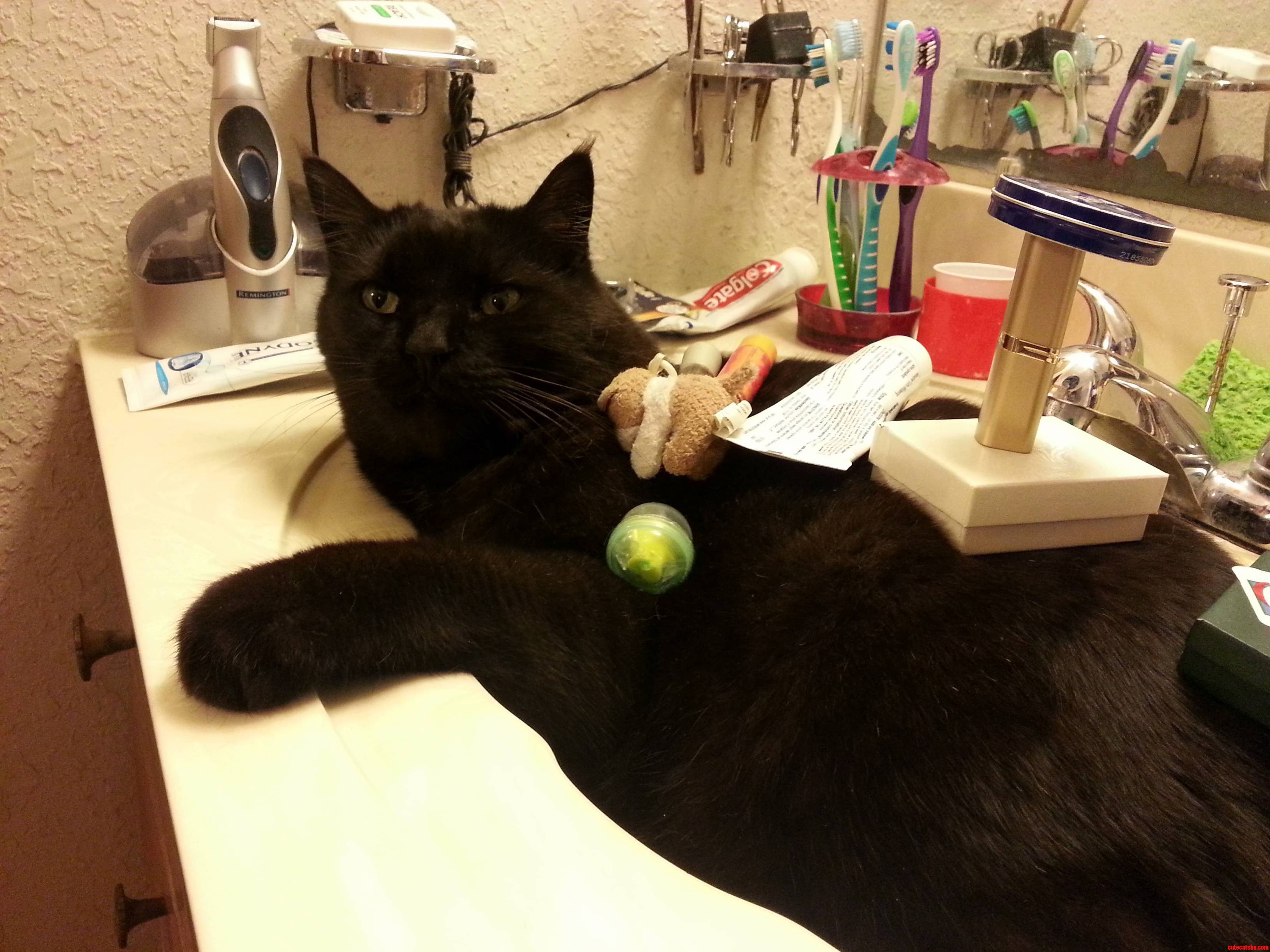 My Cat Likes To Lay In The Sink And My Sister Piles Things Atop Him