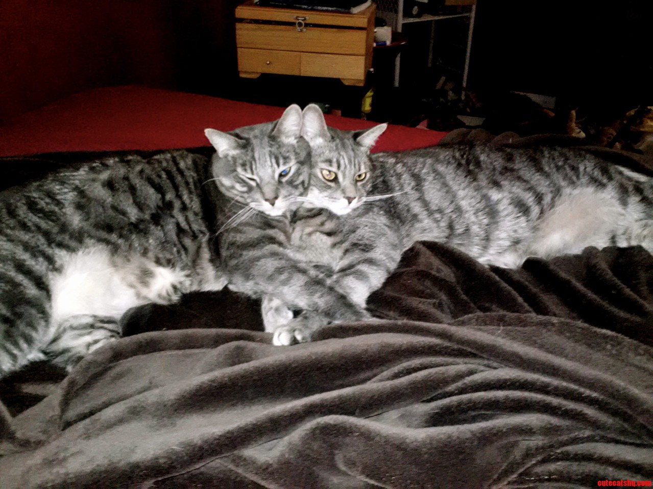 My Twin Cats Cuddle Like This Everyday.