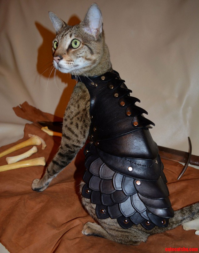 No Cat Is Complete Without A Set Of Leather Battle Armor