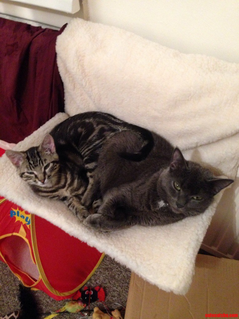 Ozzy Our Rescue Kitten Suki Are Finally Nap Buddies