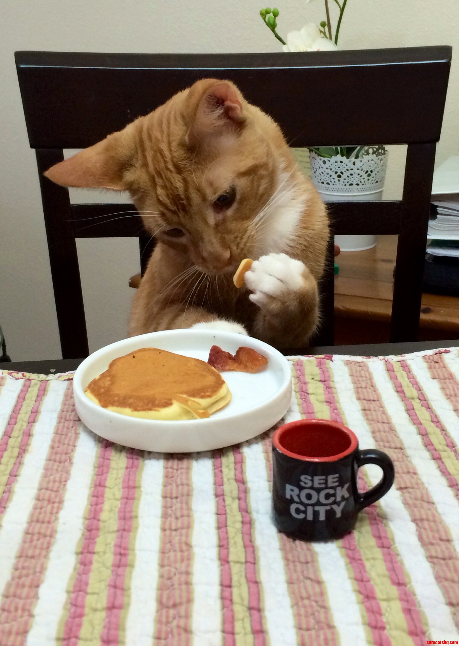 So My Sister Sent Me This Pic Of Her Cat Eating Breakfast.