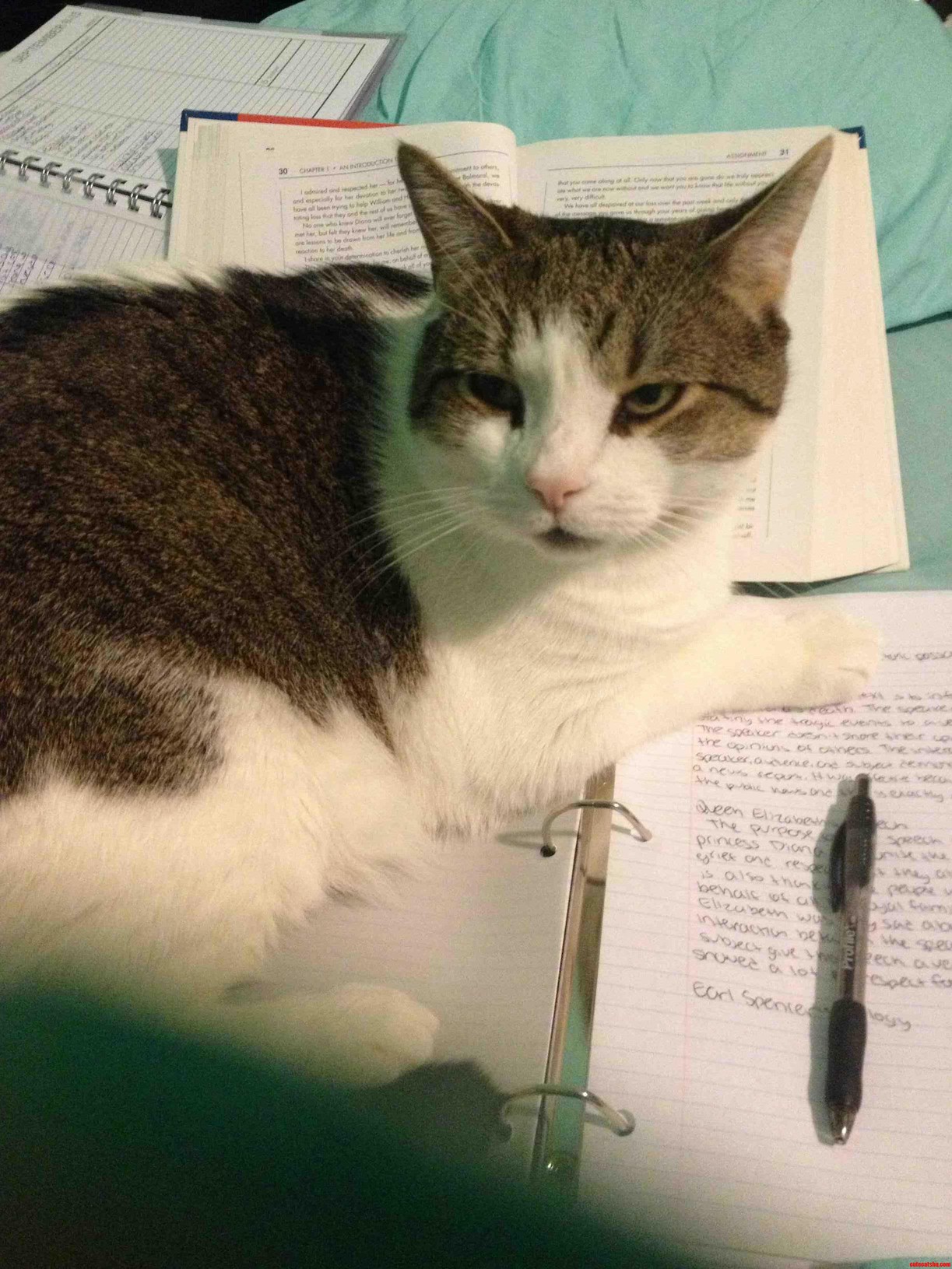 Someones Not Letting Me Do My Homework