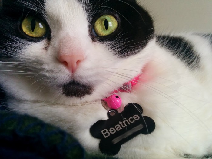 Bad Omen Cute cats HQ Pictures of cute cats and kittens Free