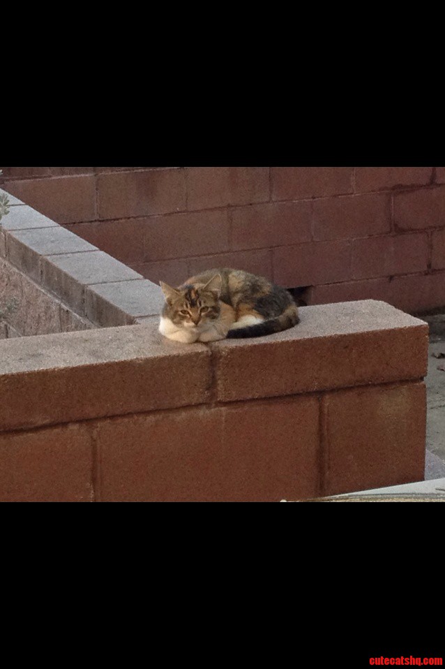 There Is A Cat That I See Every Day