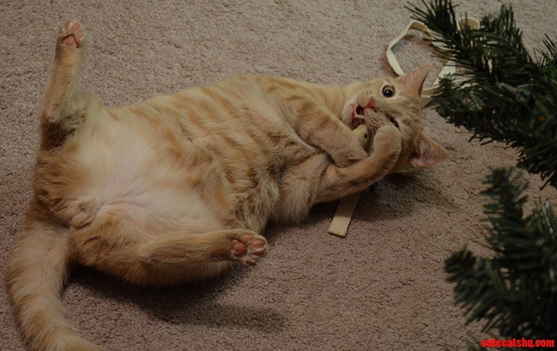 Thor Nomming His New Catnip Mouse.