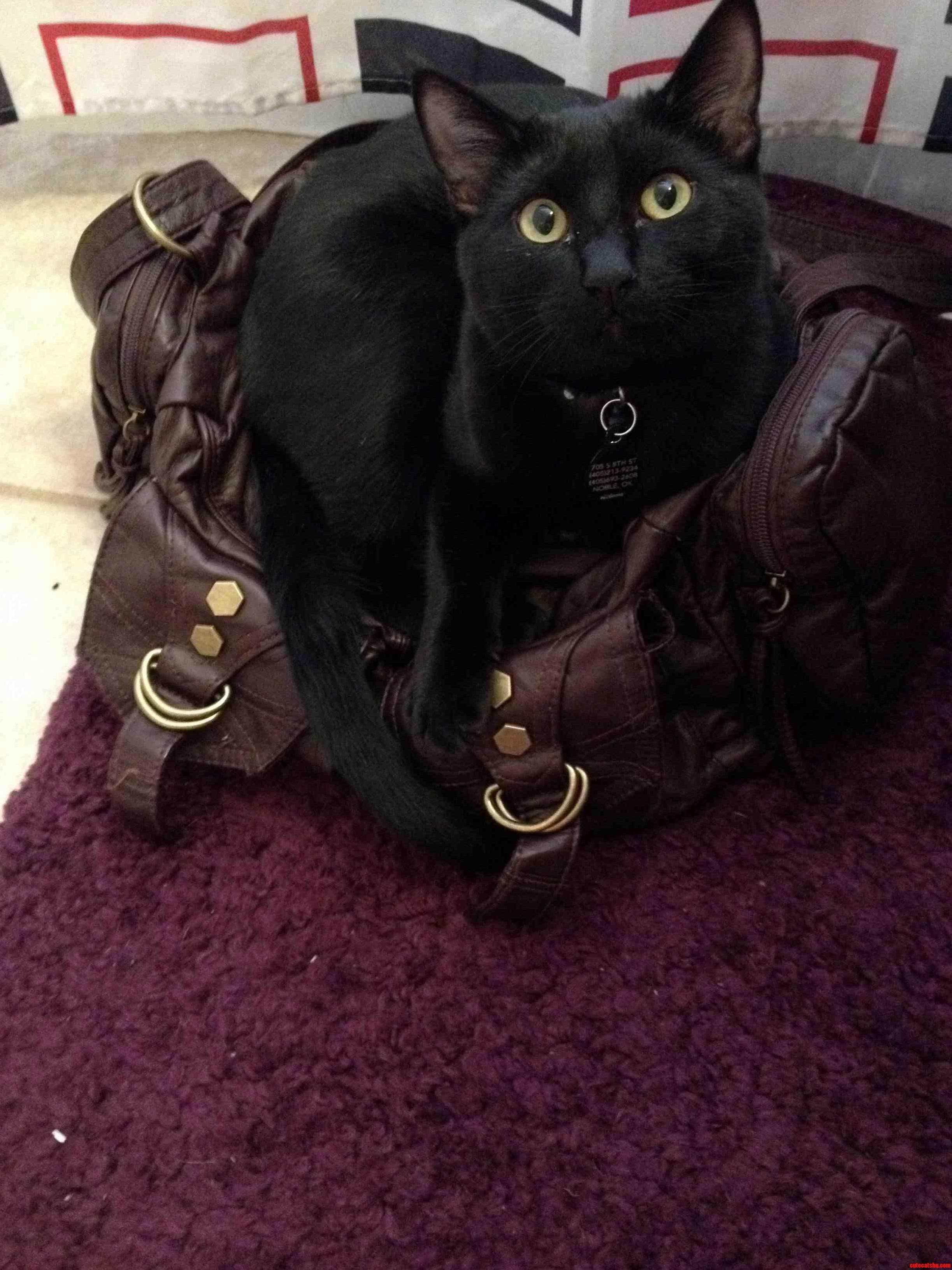 War Machine Thinks My New Purse Is Actually His New Bed.
