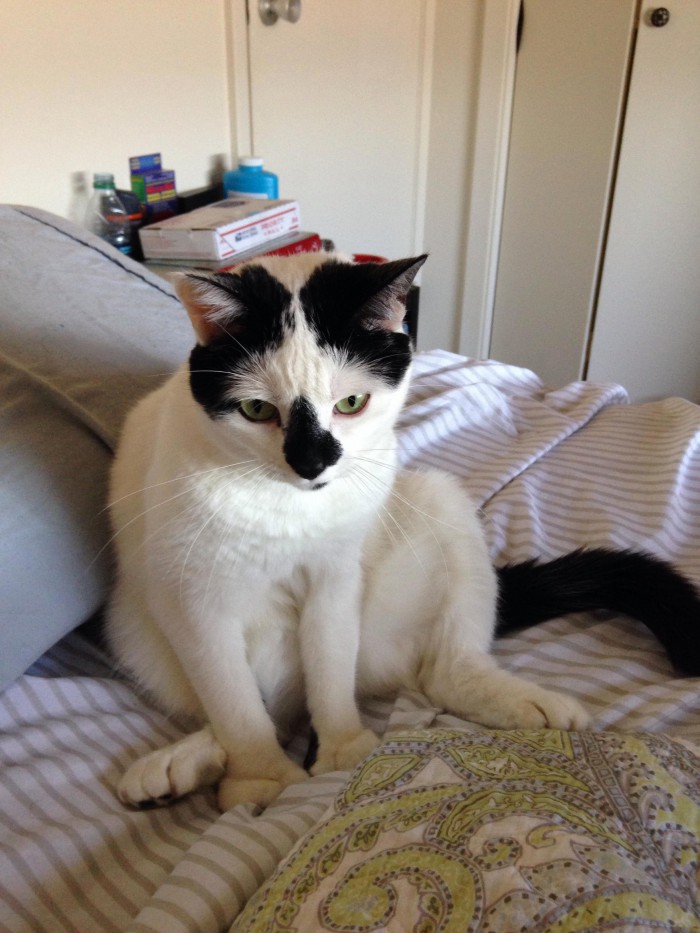 Our newest addition Cute cats HQ Pictures of cute cats and kittens