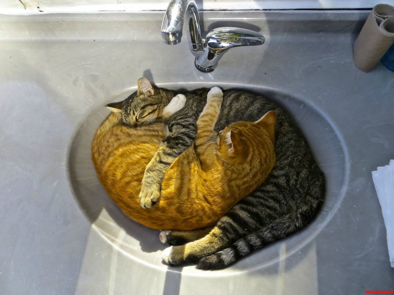 Yin Yang Kitties I Found Them In A Sink In Turkey Cute