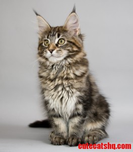 Beautiful Maine Coon kitten