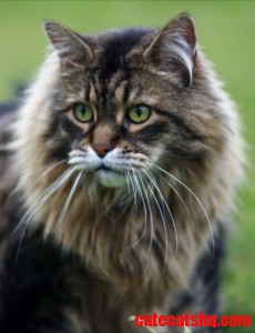 Classic Maine Coon male cat