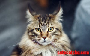 Maine Coon cat