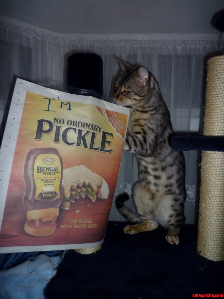 4 Years Old And A Right Bengal Pickle