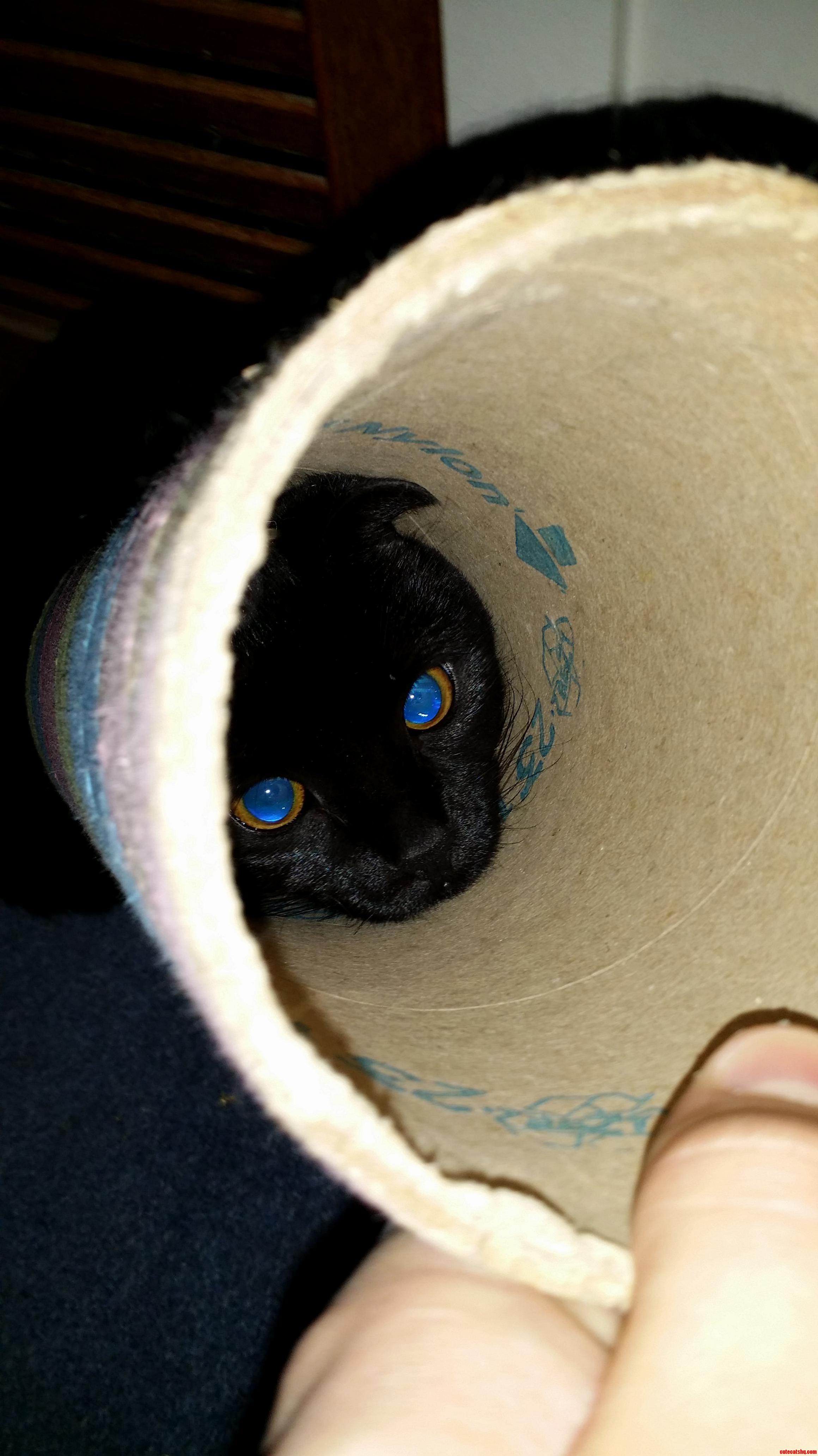 Cat Got Her Head Stuck In A Tube So Eye Took A Picture Like Little Sapphires