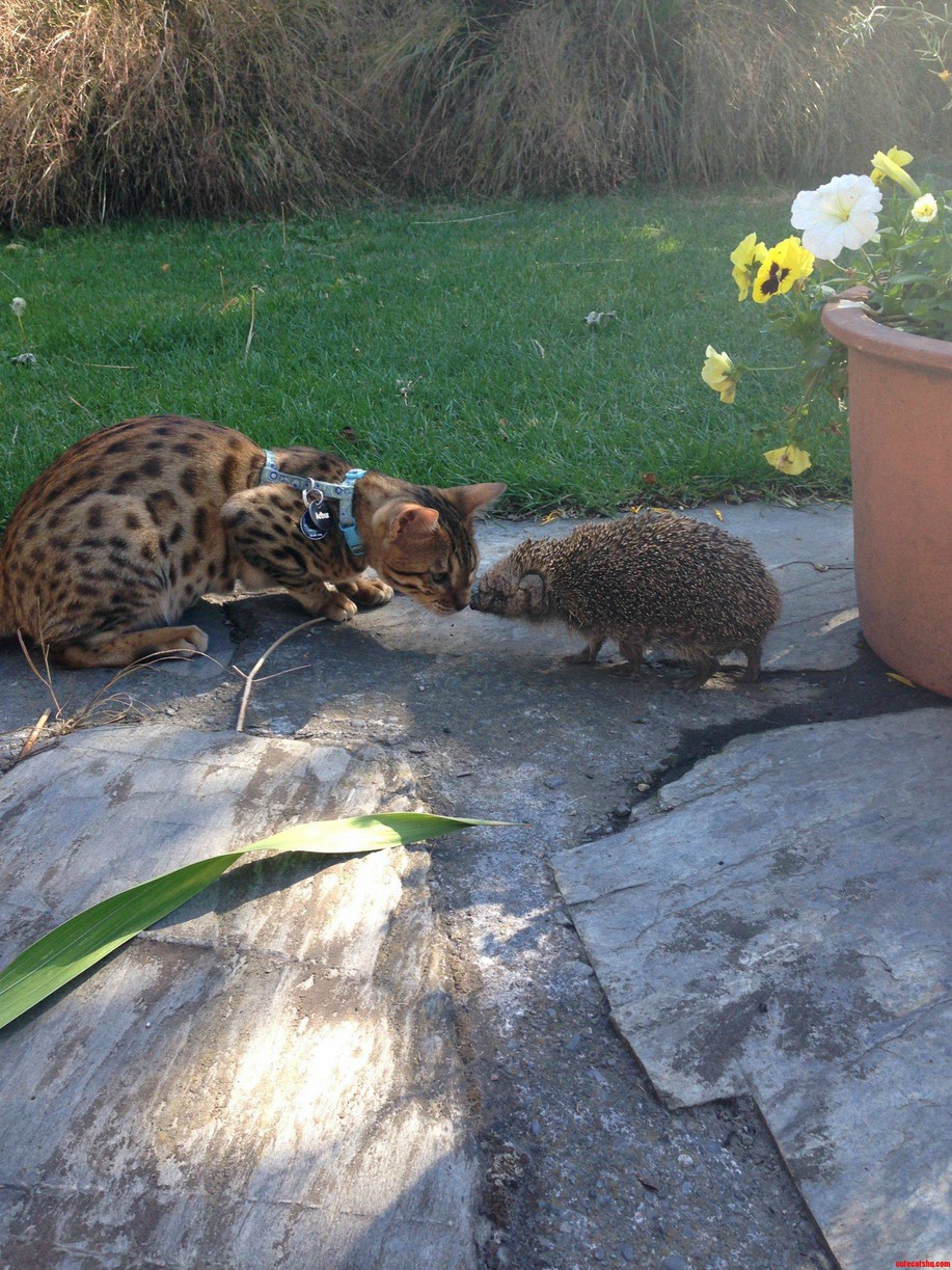 He Went Exploring And Found A Friend Hedgehog.