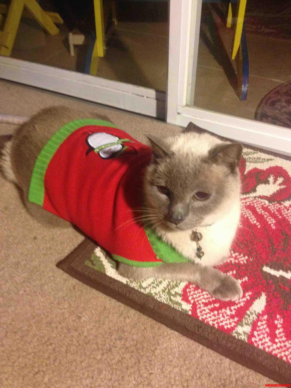 I Just Cant Bring Myself To Put The Christmas Sweaters Away