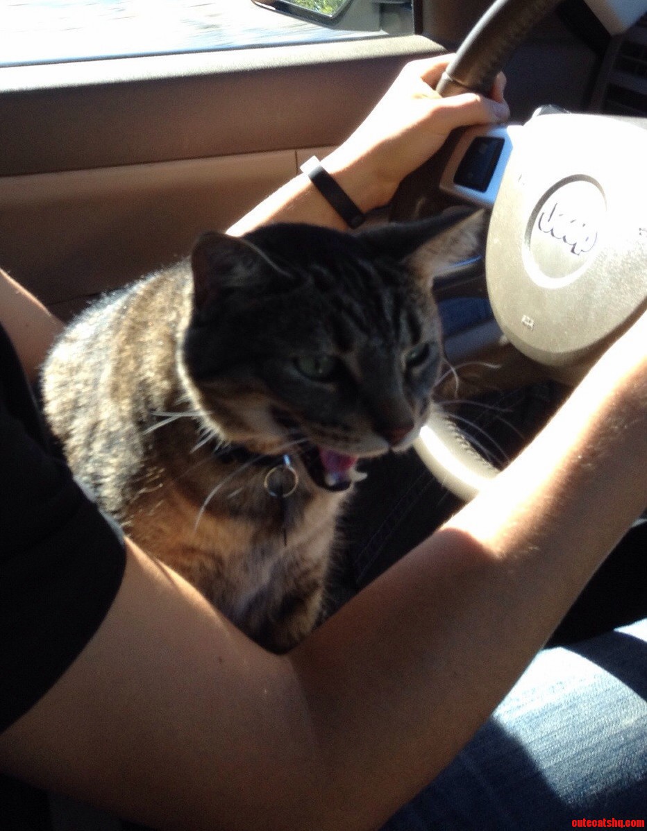 I Took My Cat For A Drive. I Think He Likes It