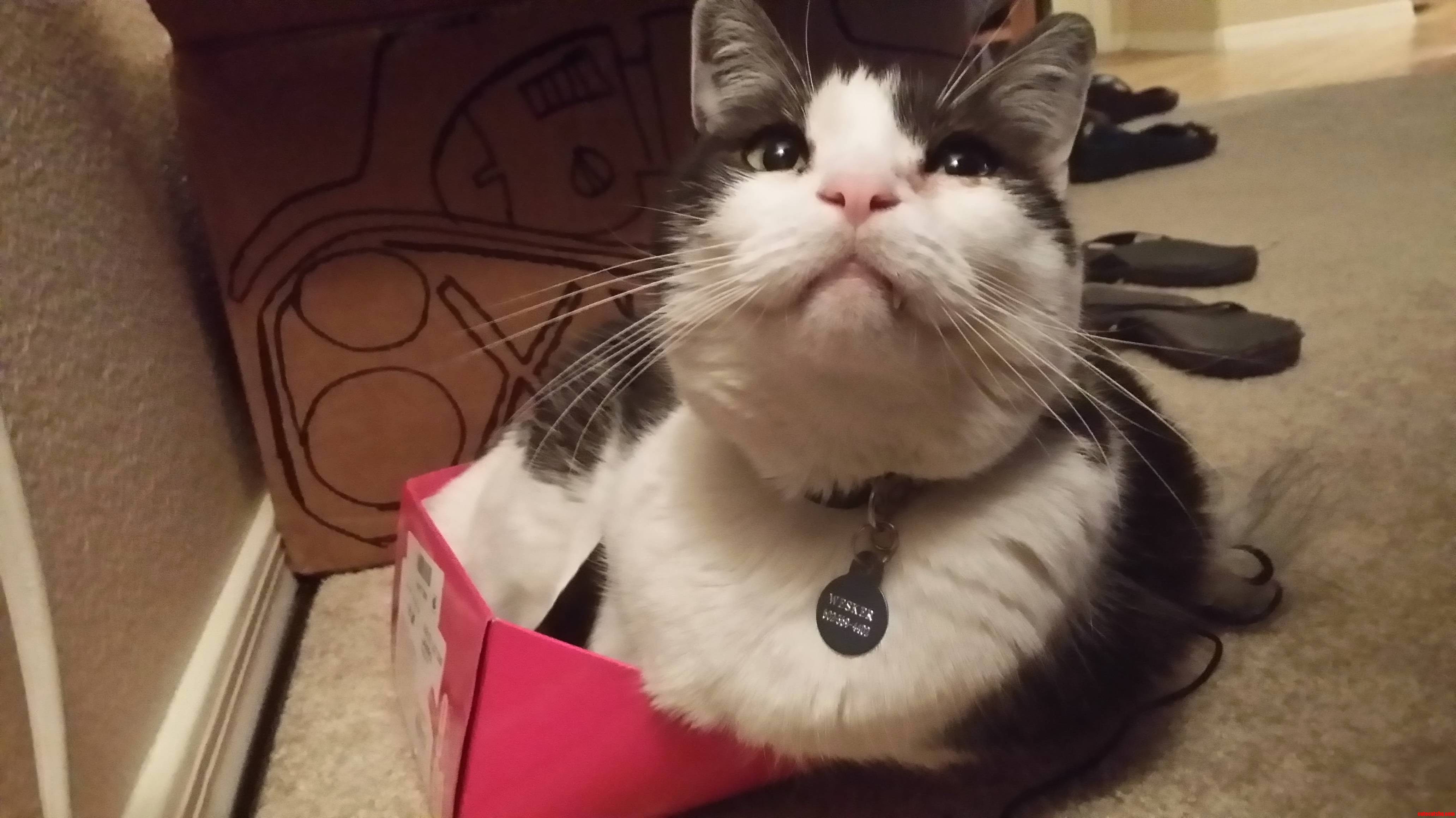 If I Fits I Sits Meet Our Rescue Tuxedo Wesker
