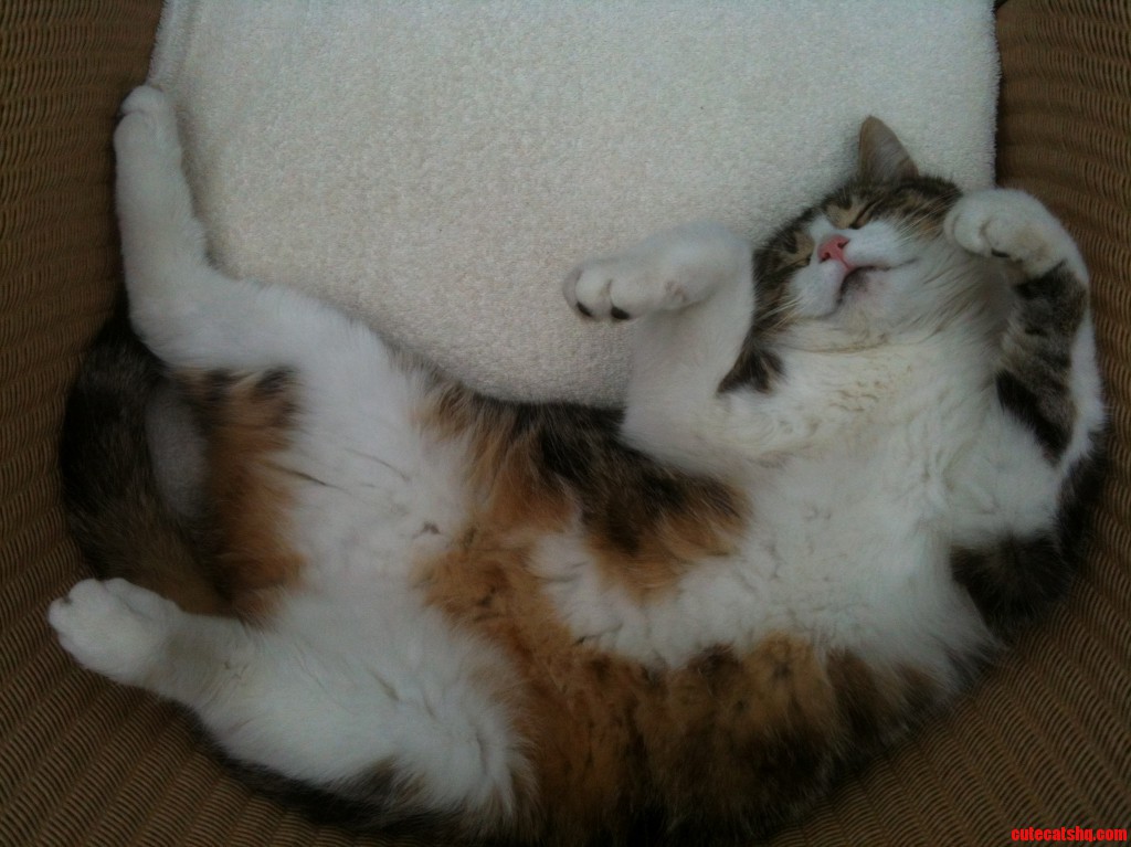 My Cat Likes My New Bed More Then I Do. Cute cats HQ Pictures of