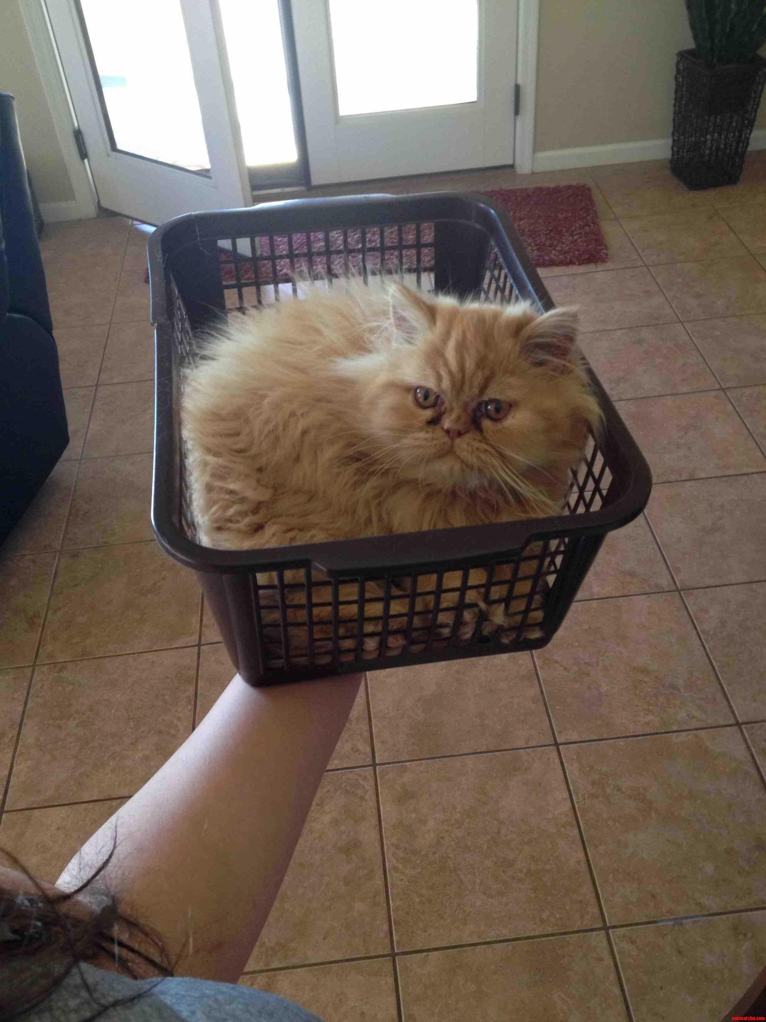 Kitty In A Basket