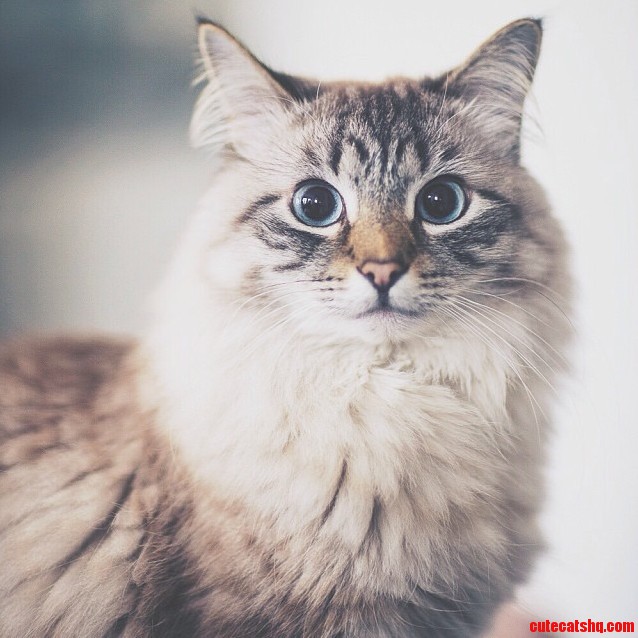 Meet Finnegan A Sybrian Lynx Cat.
