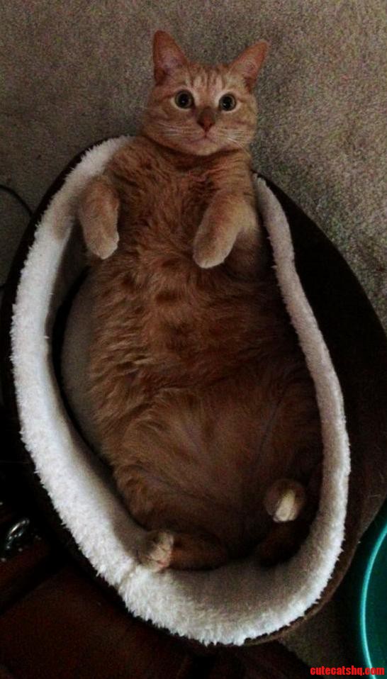 Meet My Cat Twinkie He Loves To Sleep Like This 3