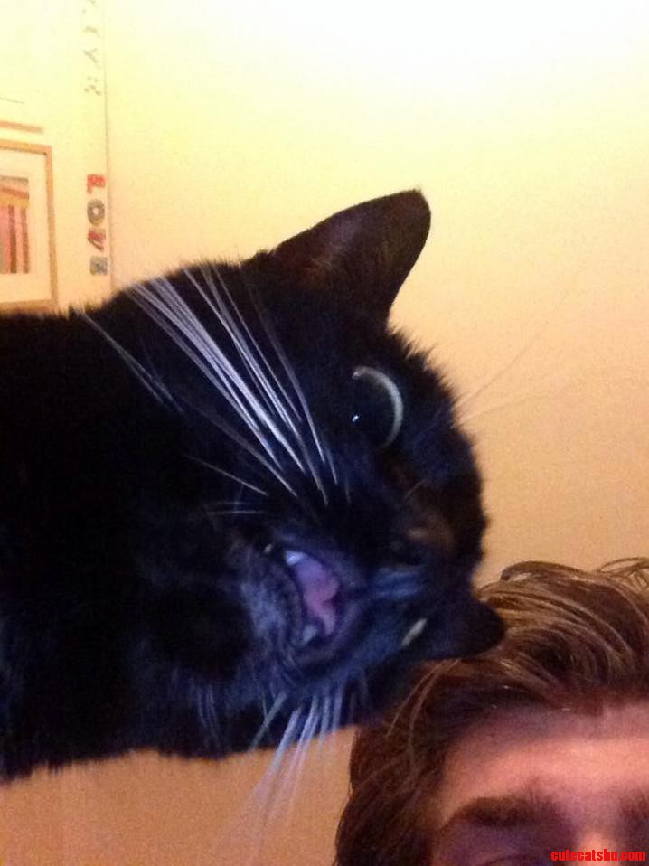My Cat Tried To Get In A Selfie…