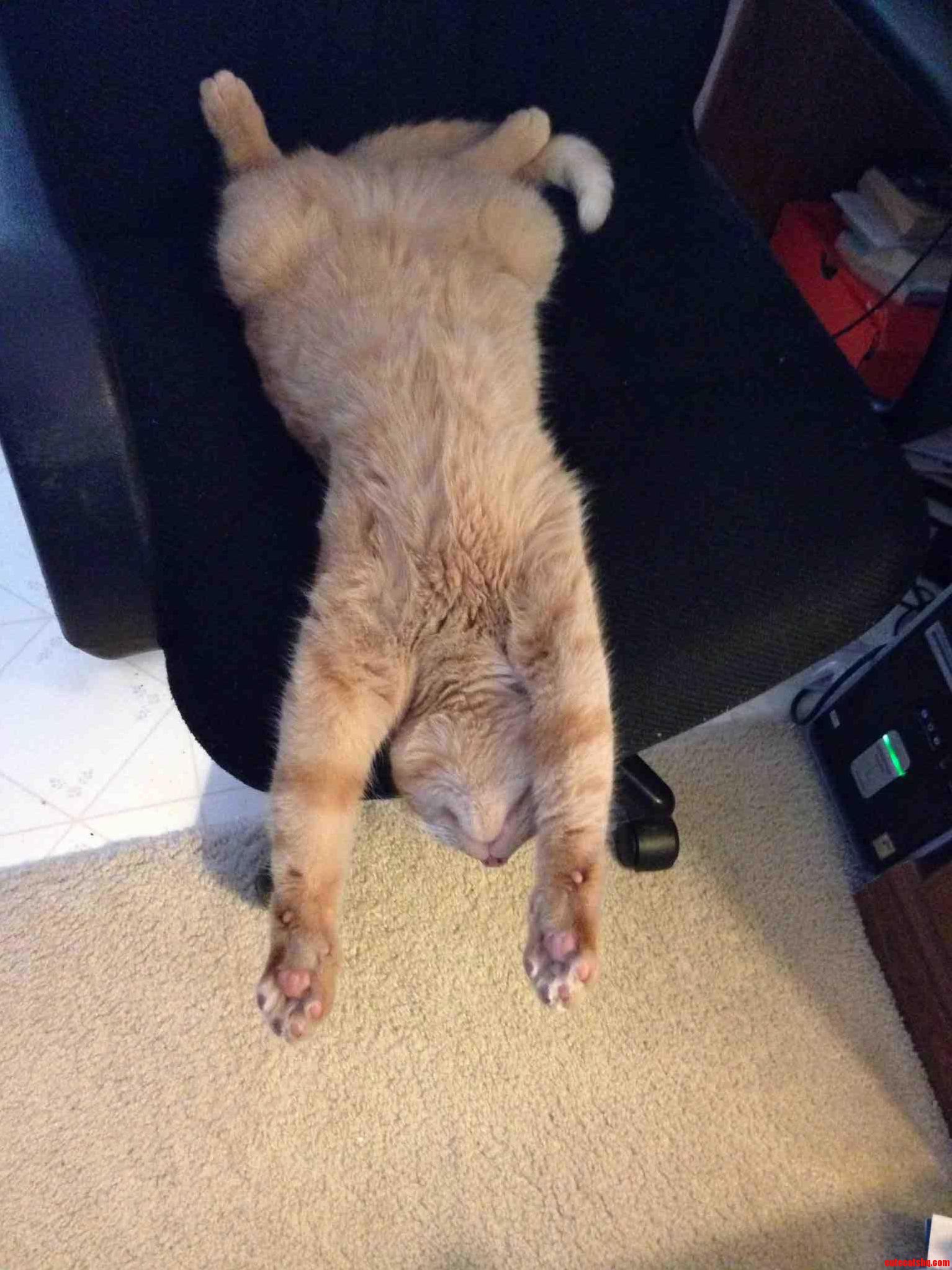 My Cats Favorite Sleeping Position