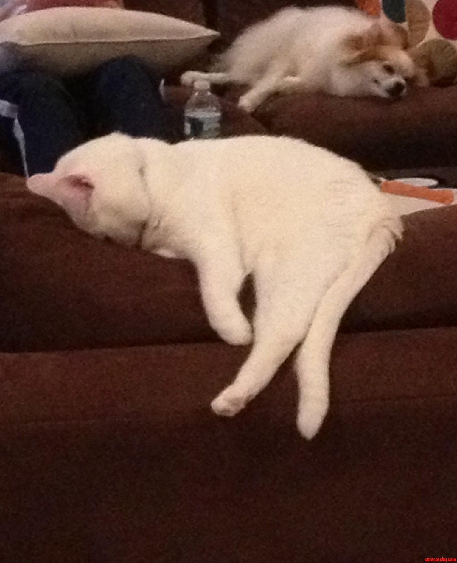 My Girlfriends Cat Has Given Up On Life…Her Dog Isnt Far Behind Either…