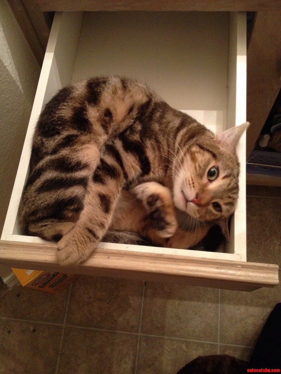 Opened My Drawer And Found This Guy