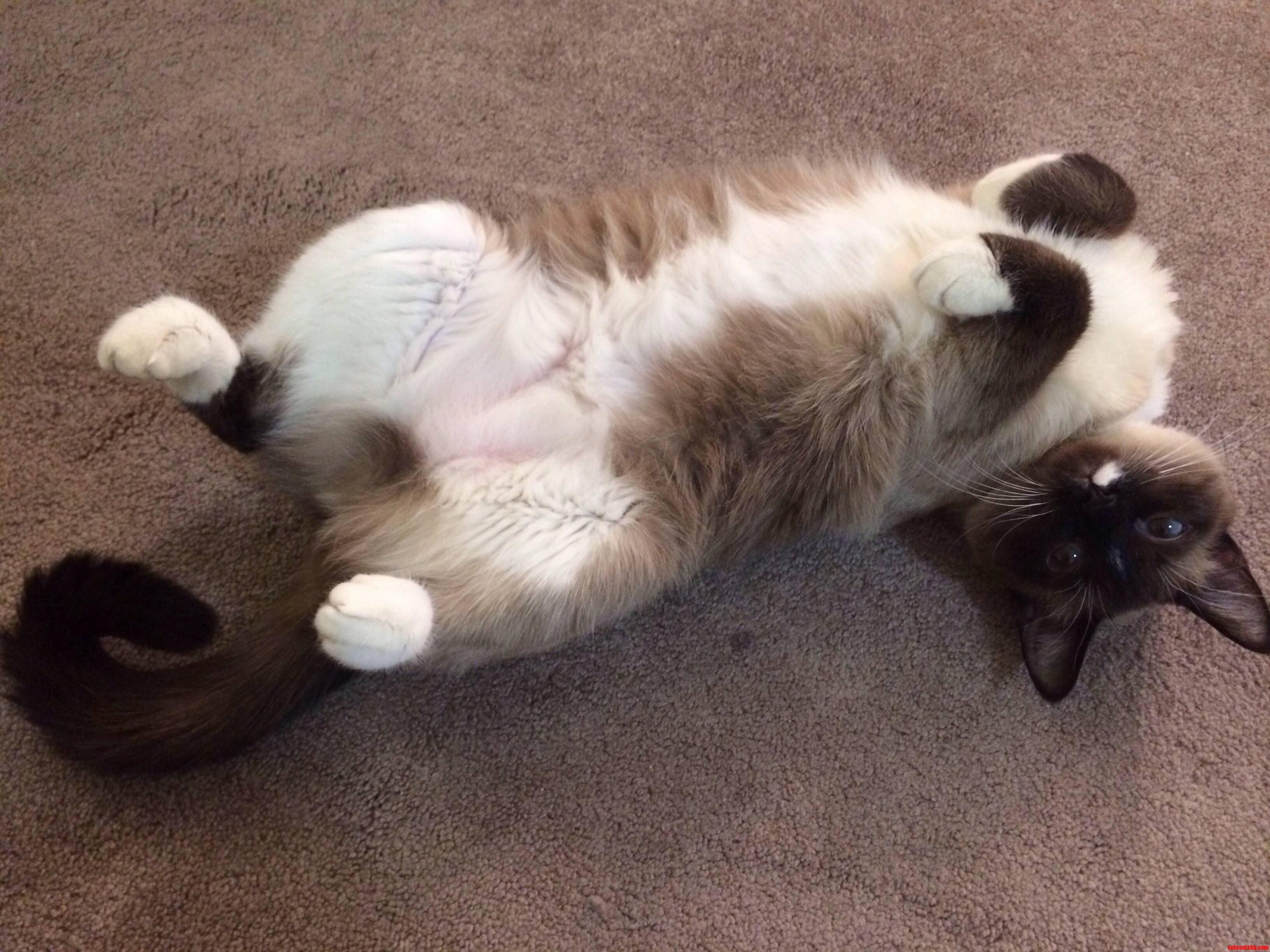 Put Down The Phone And Rub My Belly Dammit.