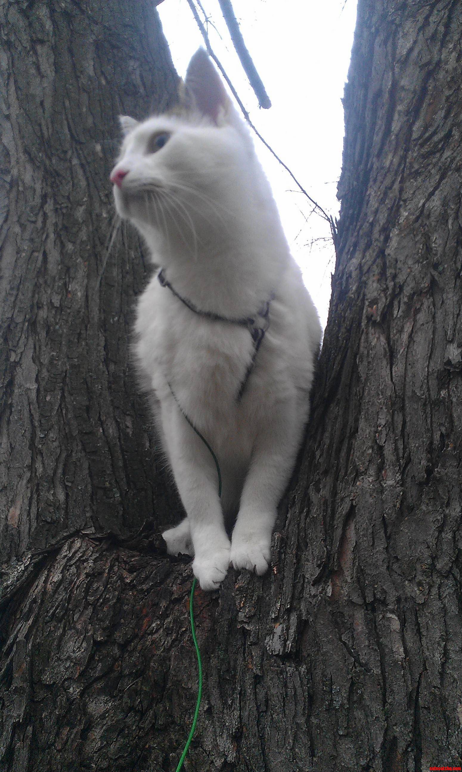 Reese Likes Climbing Trees
