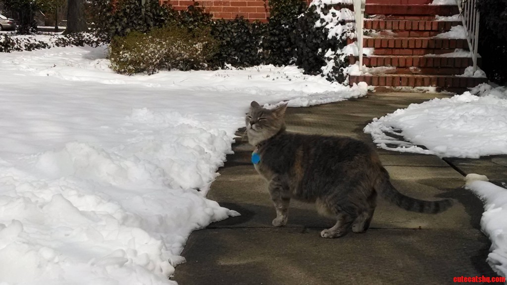 Like White On Rice Cute cats HQ Pictures of cute cats and kittens Free pictures of funny