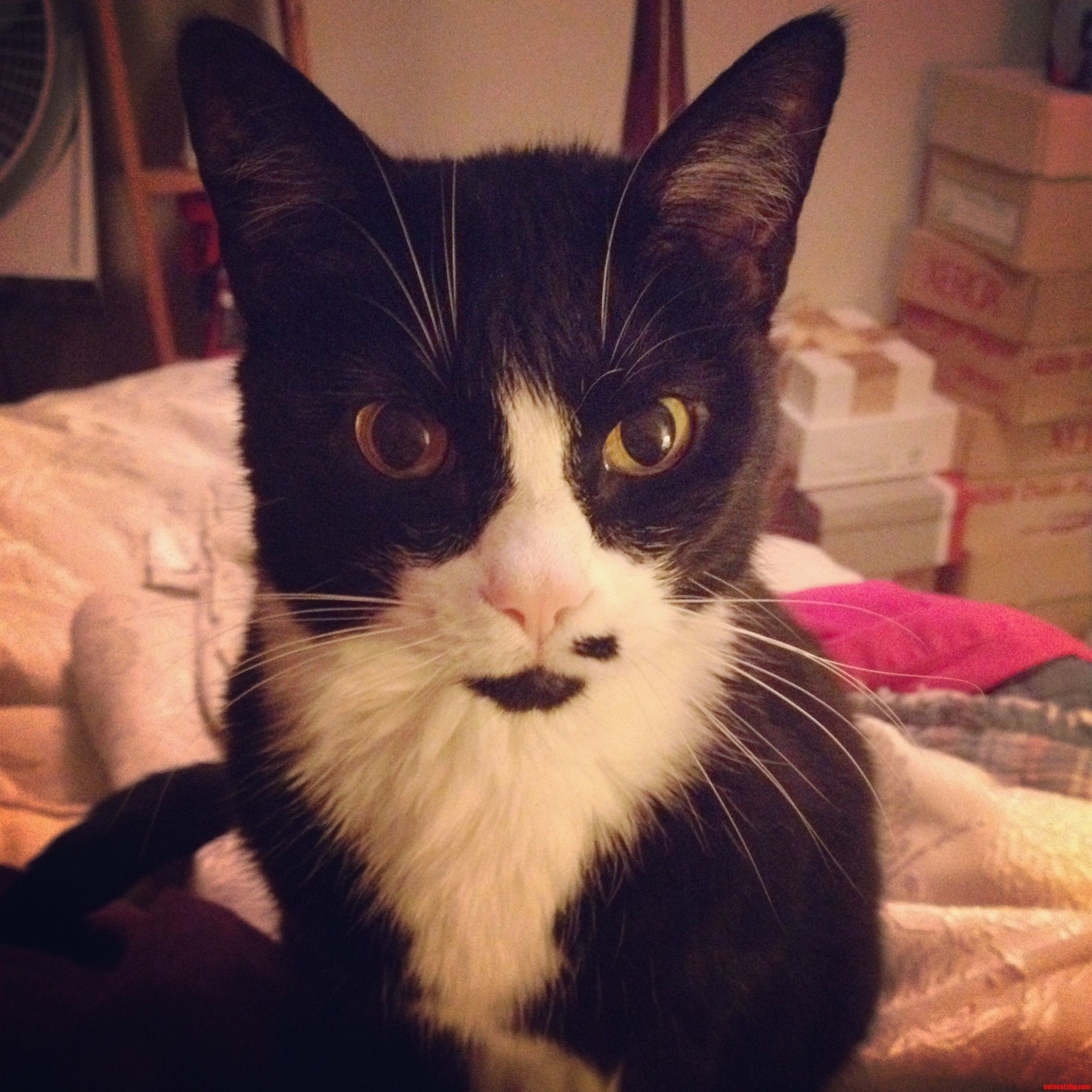 This Is My Cat Mitzi And What My Friends Call Her Half-Stache.