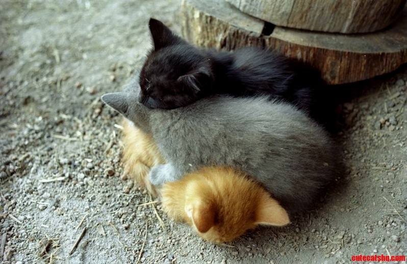 3 Cuddly Kittens