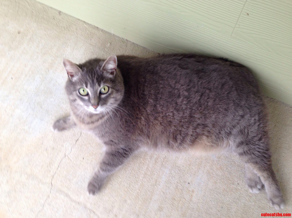 Anyone In Houston Want This Fat Cat