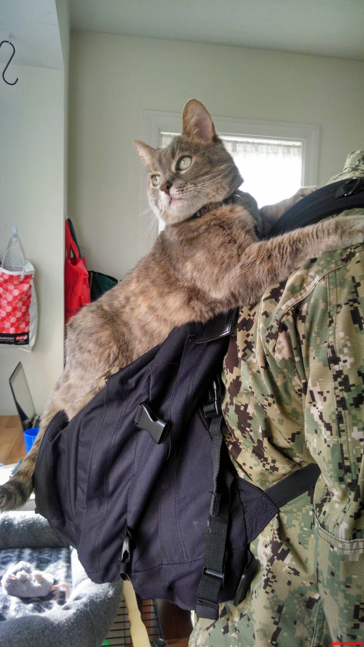 Back Packing Cat