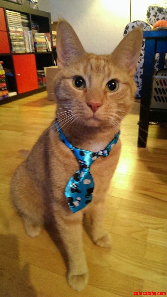 Bought A Tie For My Cat