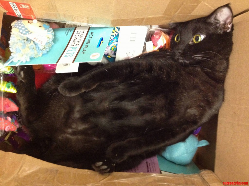 HalfBlack HalfTabby Chimera Cat Cute cats HQ Pictures of cute