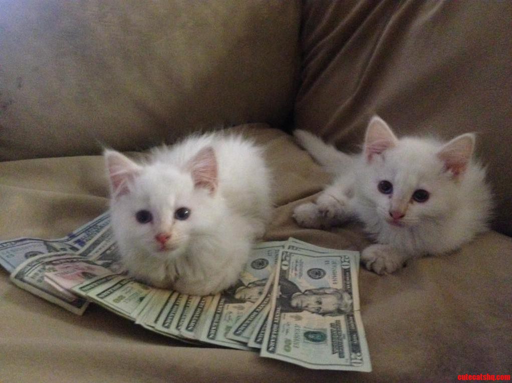 Cats And Cash