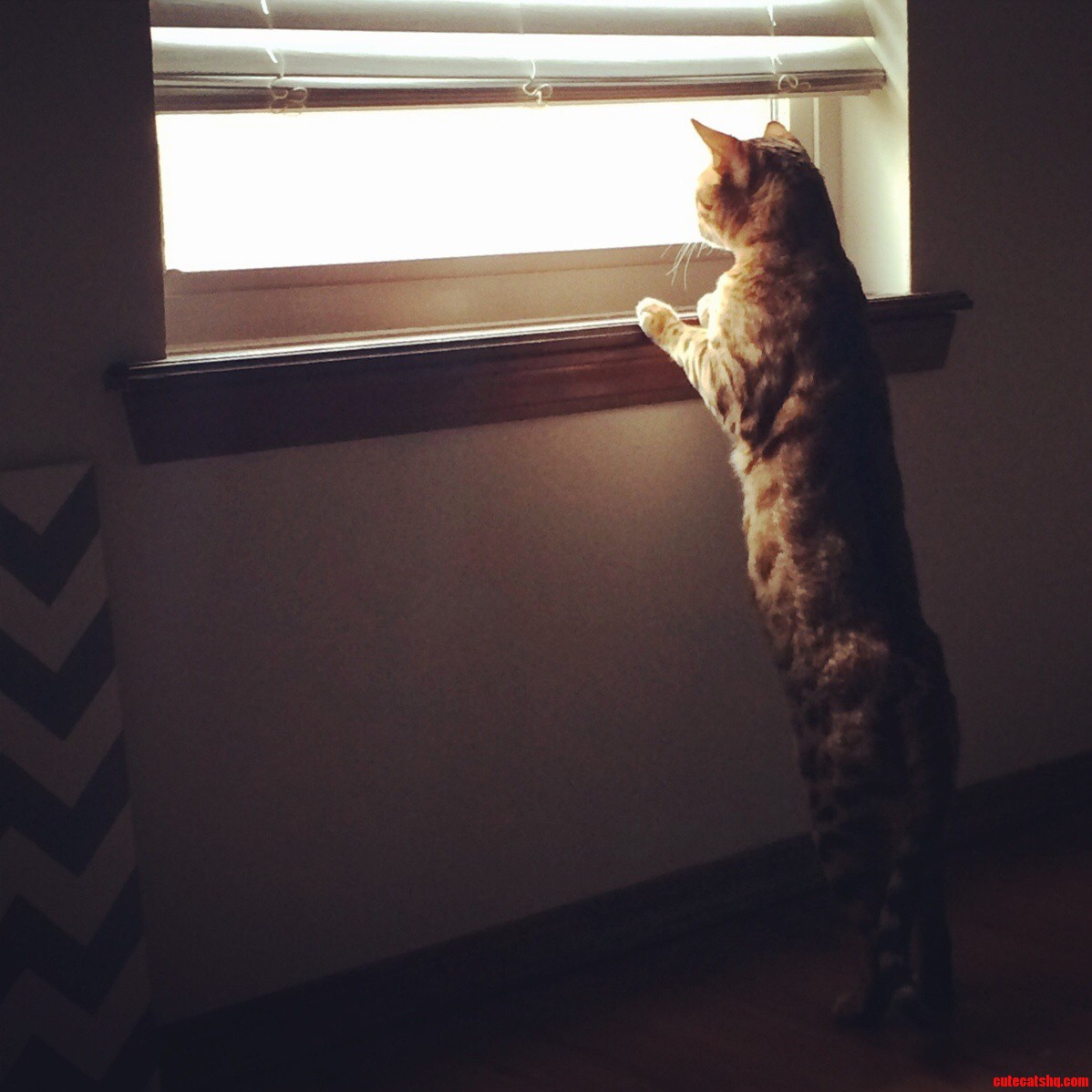 Catsby Scratched The Blinds For Five Minutes Just To Bird Watch For Ten Seconds.